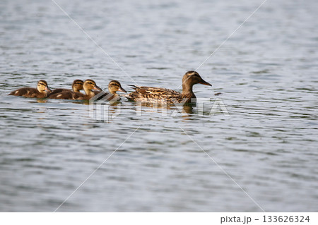 Female Mallard with four ducklings floating on lake near Regensburg in spring 133626324