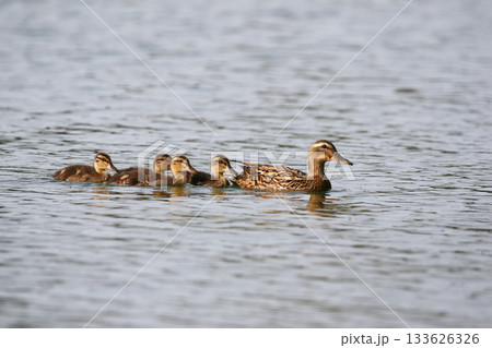 Female Mallard with four ducklings floating on lake near Regensburg in spring 133626326