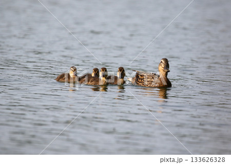 Female Mallard with four ducklings floating on lake near Regensburg in spring 133626328