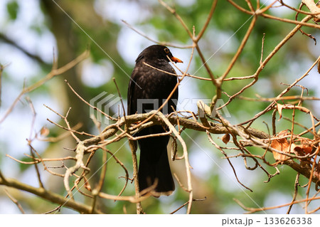 Common Blackbird Turdus Merula Sitting on Tree Branch in Spring Park Common Blackbird Turdus Merula Sitting on Tree Branch in Spring Park 133626338