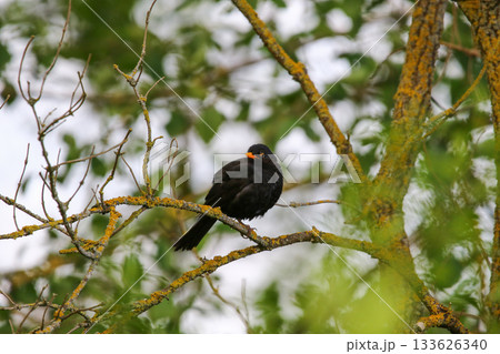 Common Blackbird Turdus Merula Sitting on Tree Branch in Spring Park 133626340