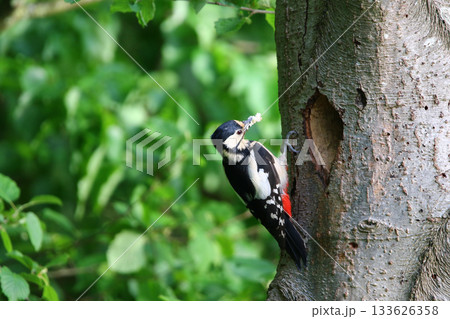 Great Spotted Woodpecker Dendrocopos Major Searching for Food on Tree Trunk 133626358