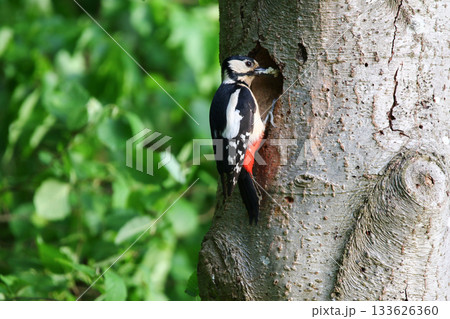 Great Spotted Woodpecker Dendrocopos Major Searching for Food on Tree Trunk 133626360