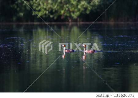 Crested Grebe Floating on Green Lake in Springtime 133626373