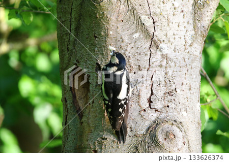 Great Spotted Woodpecker Dendrocopos Major Searching for Food on Tree Trunk 133626374