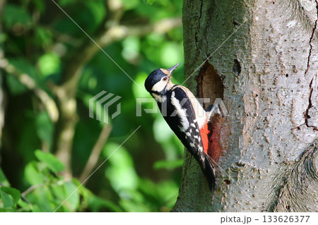 Great Spotted Woodpecker Dendrocopos Major Searching for Food on Tree Trunk 133626377