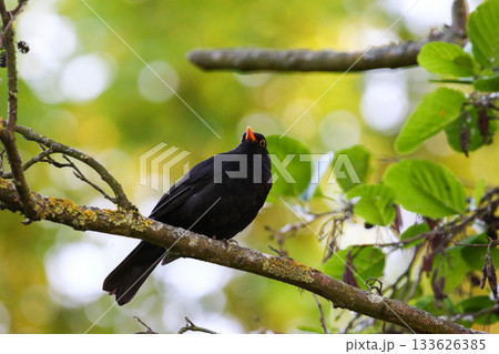Common Blackbird Turdus Merula Sitting on Tree Branch in Spring Park Common Blackbird Turdus Merula Sitting on Tree Branch in Spring Park 133626385