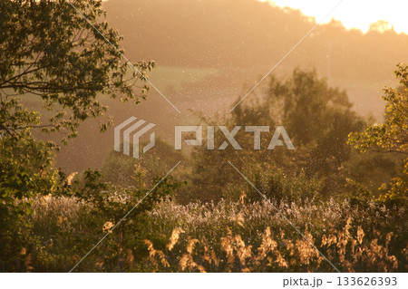 Golden hour midge swarm appearing like smoke in warm sunrise or sunset light Golden hour midge swarm appearing like smoke in warm sunrise or sunset light 133626393