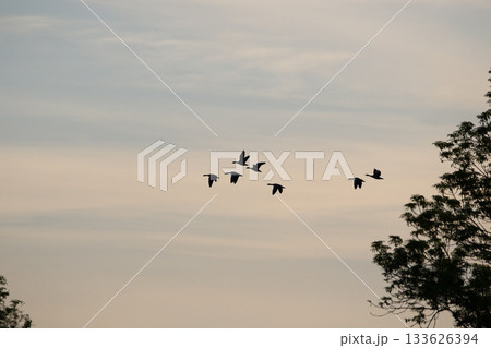 Greylag Goose silhouette flying in vibrant evening sky near Regensburg spring Greylag Goose silhouette flying in vibrant evening sky near Regensburg spring 133626394