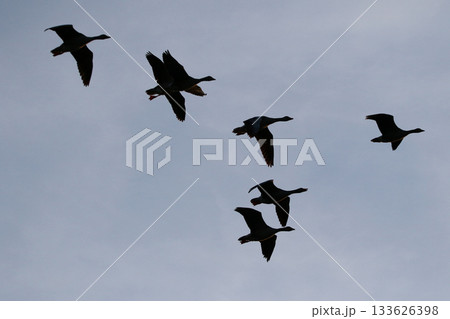 Greylag Goose silhouette flying in vibrant evening sky near Regensburg spring Greylag Goose silhouette flying in vibrant evening sky near Regensburg spring 133626398