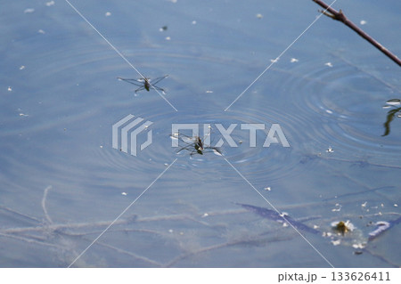 Close-up of water striders gliding on blue water surface with circular ripples Close-up of water striders gliding on blue water surface with circular ripples 133626411