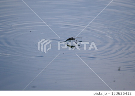 Close-up of water striders gliding on blue water surface with circular ripples Close-up of water striders gliding on blue water surface with circular ripples 133626412