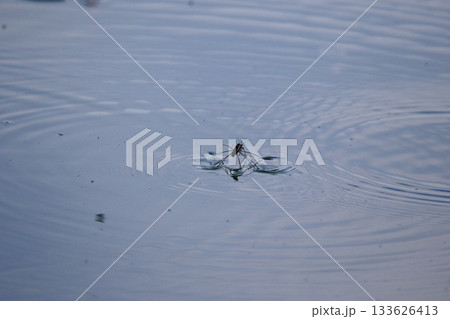 Close-up of water striders gliding on blue water surface with circular ripples Close-up of water striders gliding on blue water surface with circular ripples 133626413