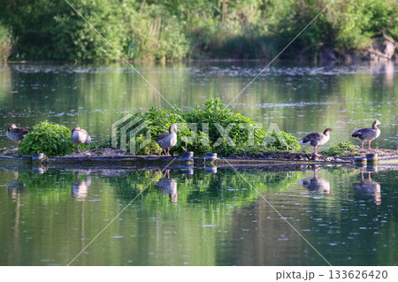 Six wild greylag geese resting on floating island in calm lake near Regensburg Six wild greylag geese resting on floating island in calm lake near Regensburg 133626420