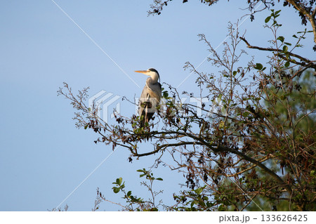 Grey heron perched on dry tree branches against clear blue sky 133626425