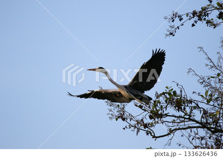 Grey heron flying with wings spread against clear blue sky 133626436