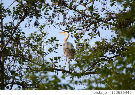 Grey heron perched on dry tree branches against clear blue sky Grey heron perched on dry tree branches against clear blue sky 133626440