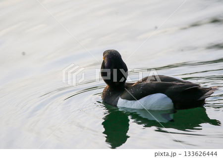Silhouette of a female tufted duck swimming against a bright sky 133626444