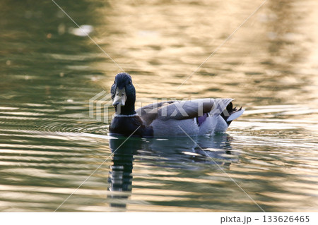 Mallard floating on green lake water near Regensburg in spring 133626465