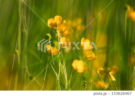 Close up of wild yellow ranunculus flowers blooming vibrantly in a sunny meadow Close up of wild yellow ranunculus flowers blooming vibrantly in a sunny meadow 133626467