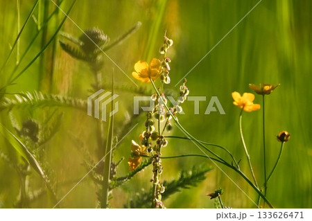 Close up of wild yellow ranunculus flowers blooming vibrantly in a sunny meadow 133626471