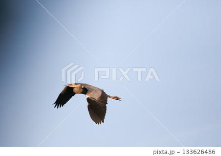 Grey heron flying with wings spread against clear blue sky 133626486