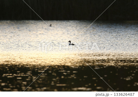 Great crested grebe silhouette floating on golden water at sunset or sunrise 133626487