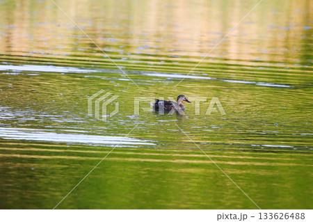 Mallard floating on green lake water near Regensburg in spring Mallard floating on green lake water near Regensburg in spring 133626488