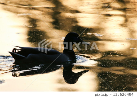 Duck silhouette reflected on golden water during calm sunset or sunrise Duck silhouette reflected on golden water during calm sunset or sunrise 133626494