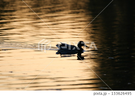 Duck silhouette reflected on golden water during calm sunset or sunrise Duck silhouette reflected on golden water during calm sunset or sunrise 133626495