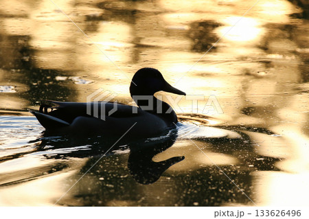 Duck silhouette reflected on golden water during calm sunset or sunrise 133626496