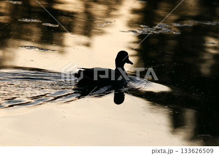 Duck silhouette reflected on golden water during calm sunset or sunrise 133626509
