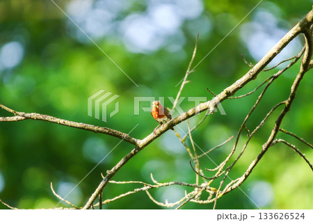 European robin perched on bare branch with vibrant orange red breast in green background 133626524