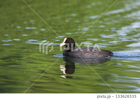 Eurasian Coot Floating on Green Lake Water Near Regensburg in Spring Eurasian Coot Floating on Green Lake Water Near Regensburg in Spring 133626535