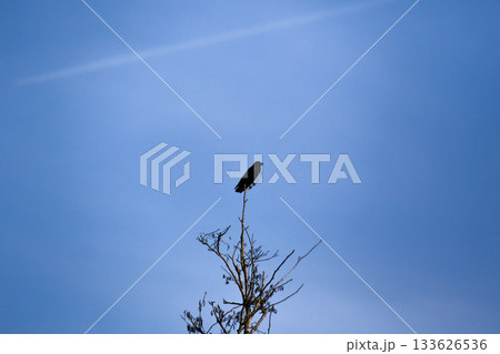 Crow silhouette perched on bare branches against clear blue sky Crow silhouette perched on bare branches against clear blue sky 133626536