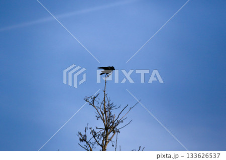 Crow silhouette perched on bare branches against clear blue sky 133626537