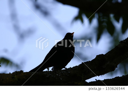 Silhouette of Turdus merula on a Branch Against Light in the Park Silhouette of Turdus merula on a Branch Against Light in the Park 133626544