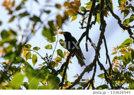 Starling Silhouette with Sunlit Leaves and Forest Branches 133626545
