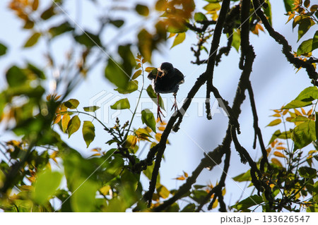 Starling Silhouette with Sunlit Leaves and Forest Branches Starling Silhouette with Sunlit Leaves and Forest Branches 133626547