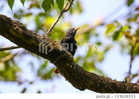 Starling Singing on Branch Closeup in Springtime Park 133626553