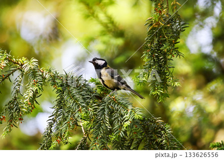 Great Tit Parus Major Sitting on Tree Branch in Vibrant Spring Setting 133626556