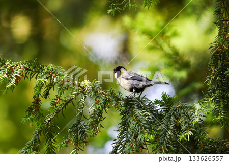 Great Tit Parus Major Sitting on Tree Branch in Vibrant Spring Setting Great Tit Parus Major Sitting on Tree Branch in Vibrant Spring Setting 133626557