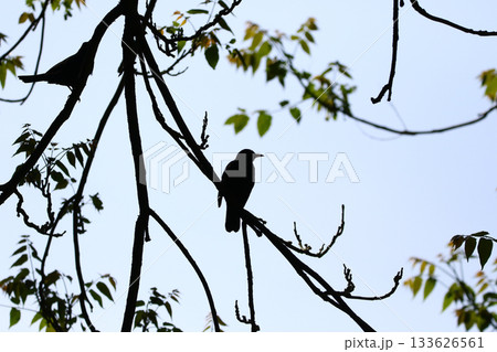 Silhouette of Turdus merula on a Branch Against Light in the Park 133626561