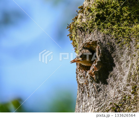 Baby starling peeking from nest hole in mossy tree trunk against blue sky 133626564