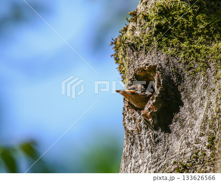 Baby starling peeking from nest hole in mossy tree trunk against blue sky 133626566