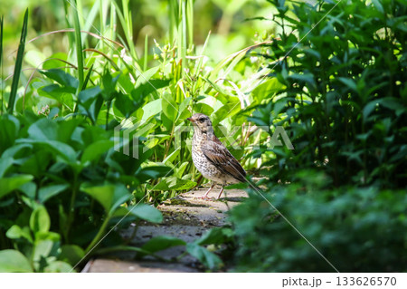 Fieldfare Song Thrush Perched on Ground Among Lush Green Grass and Foliage 133626570