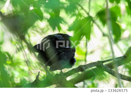 Common Blackbird Turdus Merula Sitting on Tree Branch in Spring Park Common Blackbird Turdus Merula Sitting on Tree Branch in Spring Park 133626575