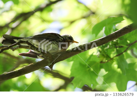Common Blackbird Turdus Merula on Tree Branch with Green Leaves in Spring Park 133626579