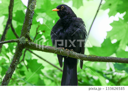 Common Blackbird Turdus Merula Sitting on Tree Branch in Spring Park Common Blackbird Turdus Merula Sitting on Tree Branch in Spring Park 133626585