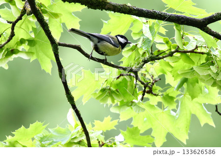 Great Tit Parus Major Sitting on Tree Branch in Vibrant Spring Setting Great Tit Parus Major Sitting on Tree Branch in Vibrant Spring Setting 133626586